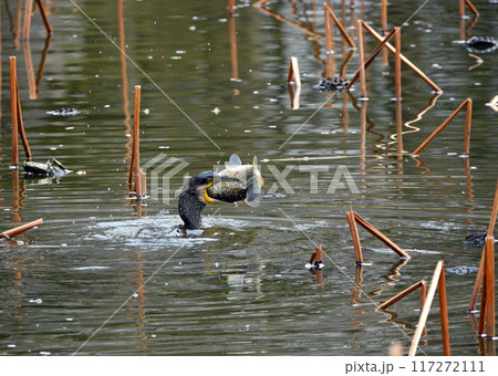 鵜呑みに出来ないカワウ 鵜呑みに出来ないカワウ 117272111
