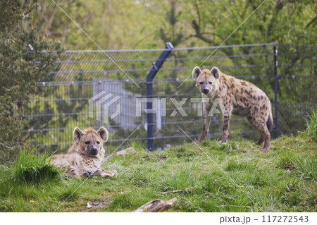 Close-up of a hyenas at a tropical zoo in Denmark Close-up of a hyenas at a tropical zoo in Denmark 117272543
