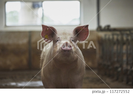 Old sow close up on a farm in Denmark Old sow close up on a farm in Denmark 117272552