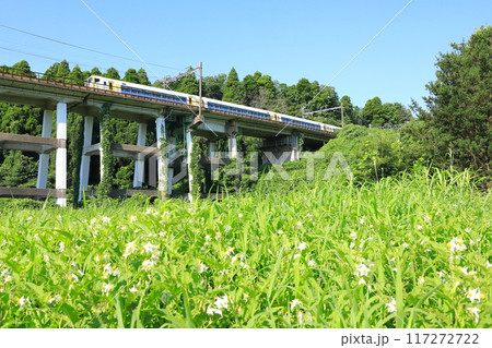 JR外房線「草むらに咲く白い小花と特急わかしお号」 117272722