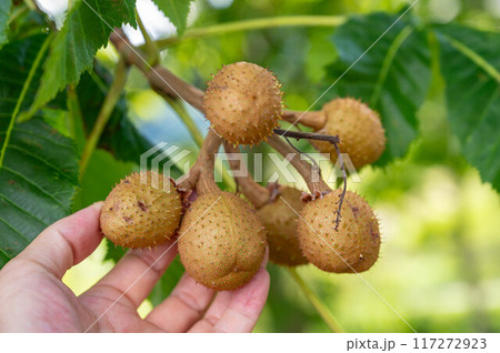 トチノキの実 117272923
