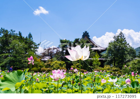夏の花咲く信濃国分寺の蓮田 117273095