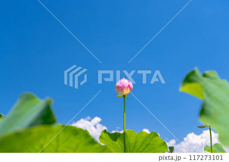 蓮の蕾と青空 117273101