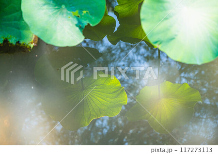 うだるような暑い日の蓮池 117273113