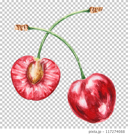 Half a red cherry. Juicy hand drawn watercolor illustration. Delicious food art, fresh botanical realistic painting. Summer berry clipart for restaurant menu, packaging of farm goods, vegan products 117274088