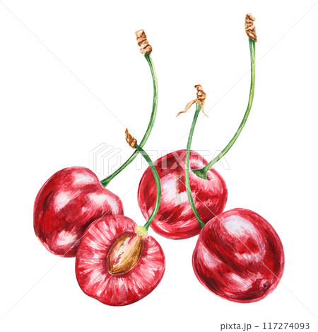 Red cherry. Juicy hand drawn watercolor illustration. Delicious food art, fresh botanical realistic painting. Summer berry clipart for restaurant menu, prints, packaging of farm goods, vegan products Red cherry. Juicy hand drawn watercolor illustration. Delicious food art, fresh botanical realistic painting. Summer berry clipart for restaurant menu, prints, packaging of farm goods, vegan products 117274093