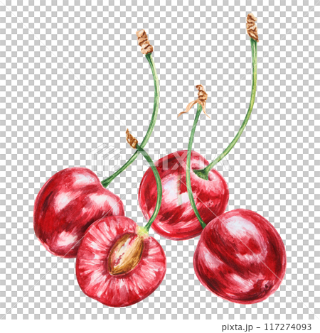 Red cherry. Juicy hand drawn watercolor illustration. Delicious food art, fresh botanical realistic painting. Summer berry clipart for restaurant menu, prints, packaging of farm goods, vegan products Red cherry. Juicy hand drawn watercolor illustration. Delicious food art, fresh botanical realistic painting. Summer berry clipart for restaurant menu, prints, packaging of farm goods, vegan products 117274093