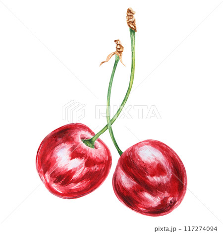 Red cherry. Juicy hand drawn watercolor illustration. Delicious food art, fresh botanical realistic painting. Summer berry clipart for restaurant menu, prints, packaging of farm goods, vegan products 117274094