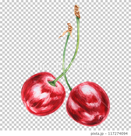 Red cherry. Juicy hand drawn watercolor illustration. Delicious food art, fresh botanical realistic painting. Summer berry clipart for restaurant menu, prints, packaging of farm goods, vegan products 117274094