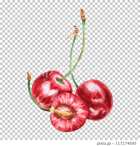 Half a red cherry. Juicy hand drawn watercolor illustration. Delicious food art, fresh botanical realistic painting. Summer berry clipart for restaurant menu, packaging of farm goods, vegan products Half a red cherry. Juicy hand drawn watercolor illustration. Delicious food art, fresh botanical realistic painting. Summer berry clipart for restaurant menu, packaging of farm goods, vegan products 117274095