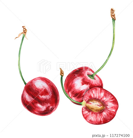 Half a red cherry. Juicy hand drawn watercolor illustration. Delicious food art, fresh botanical realistic painting. Summer berry clipart for restaurant menu, packaging of farm goods, vegan products Half a red cherry. Juicy hand drawn watercolor illustration. Delicious food art, fresh botanical realistic painting. Summer berry clipart for restaurant menu, packaging of farm goods, vegan products 117274100