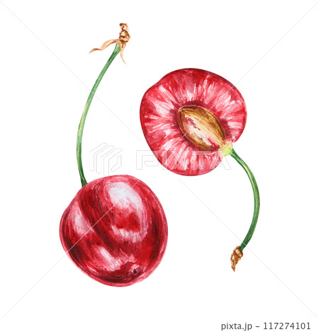 Half a red cherry. Juicy hand drawn watercolor illustration. Delicious food art, fresh botanical realistic painting. Summer berry clipart for restaurant menu, packaging of farm goods, vegan products Half a red cherry. Juicy hand drawn watercolor illustration. Delicious food art, fresh botanical realistic painting. Summer berry clipart for restaurant menu, packaging of farm goods, vegan products 117274101