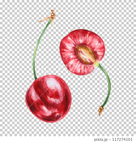 Half a red cherry. Juicy hand drawn watercolor illustration. Delicious food art, fresh botanical realistic painting. Summer berry clipart for restaurant menu, packaging of farm goods, vegan products Half a red cherry. Juicy hand drawn watercolor illustration. Delicious food art, fresh botanical realistic painting. Summer berry clipart for restaurant menu, packaging of farm goods, vegan products 117274101