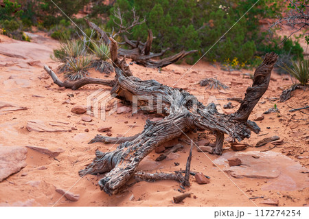 Fallen Tree Dry Trunk on Devils Garden Trail 117274254