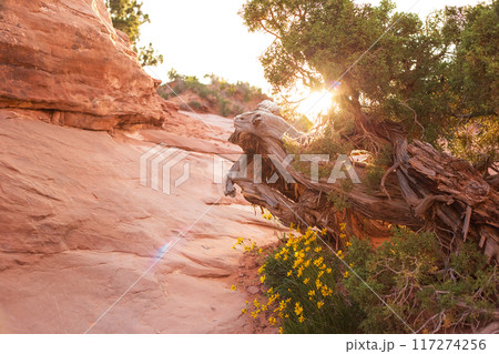 Sunset on Devils Garden Trail in Utah, USA 117274256