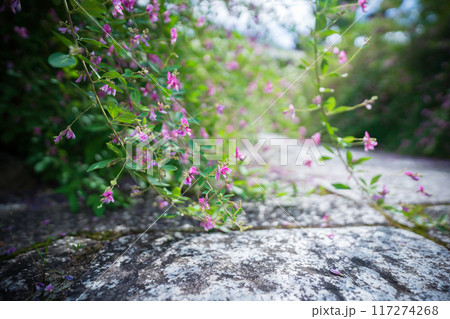 京都市左京区常林寺に咲く清楚な秋の七草萩を撮影 京都市左京区常林寺に咲く清楚な秋の七草萩を撮影 117274268