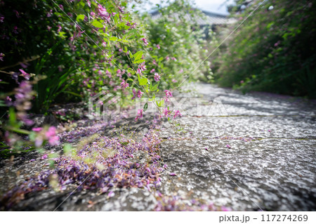 京都市左京区常林寺に咲く清楚な秋の七草萩を撮影 117274269