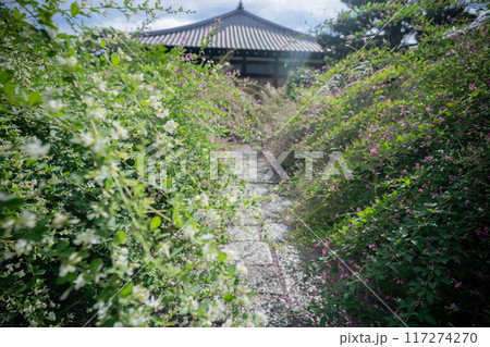 京都市左京区常林寺に咲く清楚な秋の七草萩を撮影 117274270
