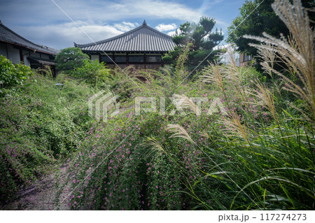 京都市左京区常林寺に咲く清楚な秋の七草萩を撮影 117274273