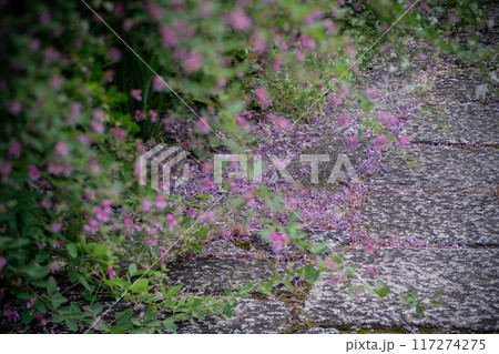 京都市左京区常林寺に咲く清楚な秋の七草萩を撮影 117274275