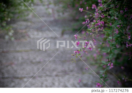 京都市左京区常林寺に咲く清楚な秋の七草萩を撮影 京都市左京区常林寺に咲く清楚な秋の七草萩を撮影 117274276