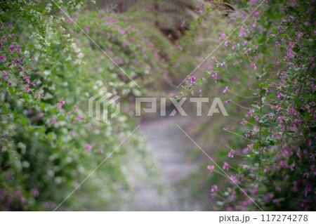 京都市左京区常林寺に咲く清楚な秋の七草萩を撮影 117274278