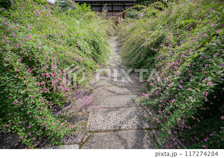 京都市左京区常林寺に咲く清楚な秋の七草萩を撮影 117274284