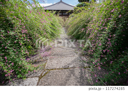 京都市左京区常林寺に咲く清楚な秋の七草萩を撮影 117274285