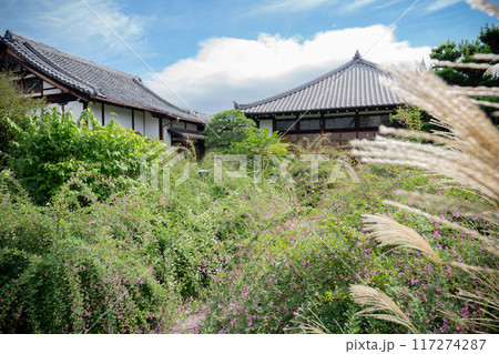 京都市左京区常林寺に咲く清楚な秋の七草萩を撮影 117274287
