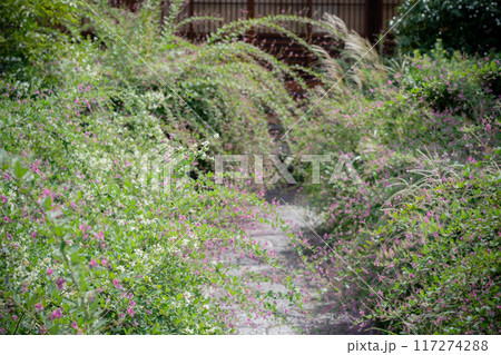 京都市左京区常林寺に咲く清楚な秋の七草萩を撮影 117274288