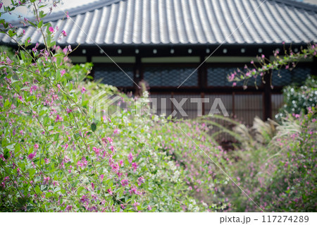 京都市左京区常林寺に咲く清楚な秋の七草萩を撮影 117274289