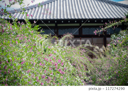 京都市左京区常林寺に咲く清楚な秋の七草萩を撮影 117274290