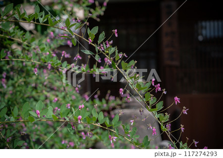 京都市左京区常林寺に咲く清楚な秋の七草萩を撮影 京都市左京区常林寺に咲く清楚な秋の七草萩を撮影 117274293