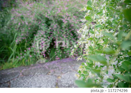 京都市左京区常林寺に咲く清楚な秋の七草萩を撮影 京都市左京区常林寺に咲く清楚な秋の七草萩を撮影 117274296