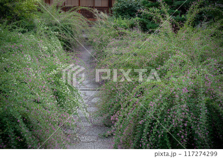 京都市左京区常林寺に咲く清楚な秋の七草萩を撮影 117274299