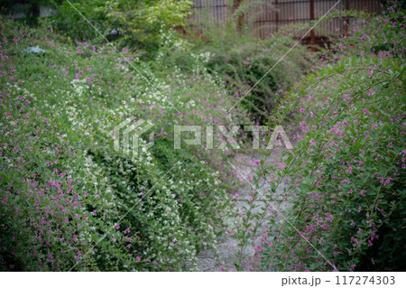 京都市左京区常林寺に咲く清楚な秋の七草萩を撮影 117274303