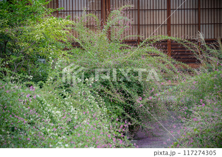 京都市左京区常林寺に咲く清楚な秋の七草萩を撮影 117274305
