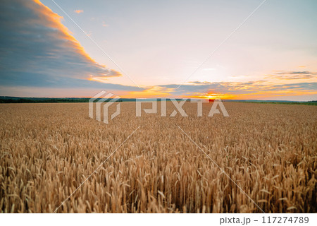 Golden Wheat Field Under Amazing Sunset Sky. Agriculture. Farm, Rural. 117274789