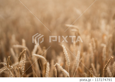 Dry golden organic wheat plants field. Agriculture. Rural farming, farmland. 117274791