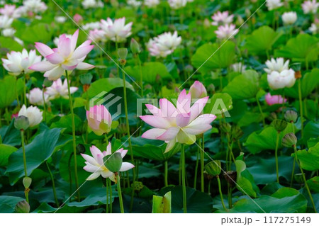 奈良藤原京跡の蓮の花 117275149