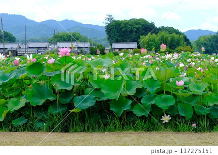 奈良藤原京跡の蓮の花 117275151
