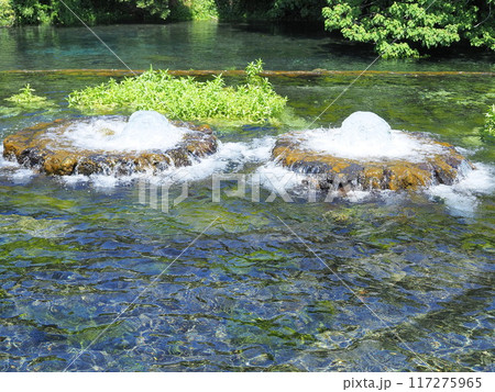 静岡県 富士の湧水の噴出口がある公園 5月 静岡県 富士の湧水の噴出口がある公園 5月 117275965