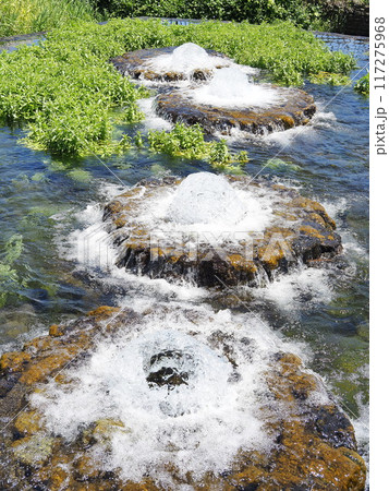 静岡県　富士の湧水の噴出口がある公園　5月 117275968