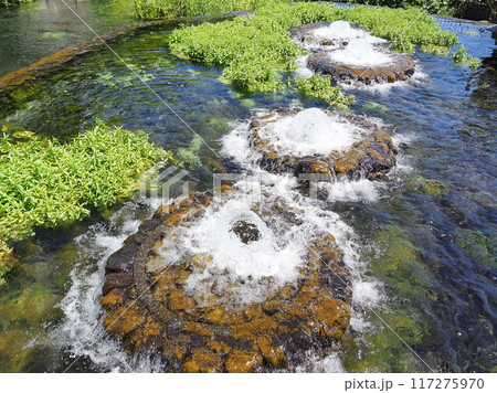 静岡県 富士の湧水の噴出口がある公園 5月 静岡県 富士の湧水の噴出口がある公園 5月 117275970