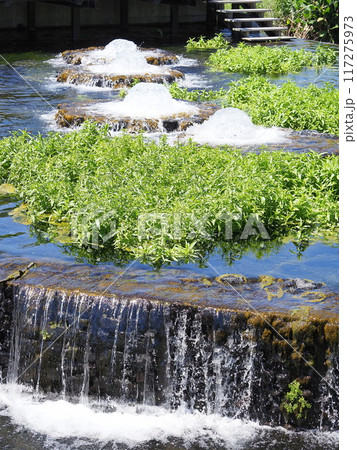 静岡県　富士の湧水の噴出口がある公園　5月 117275973