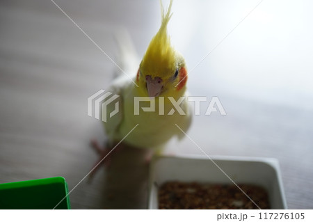 インコ セキセイインコ オウム 117276105