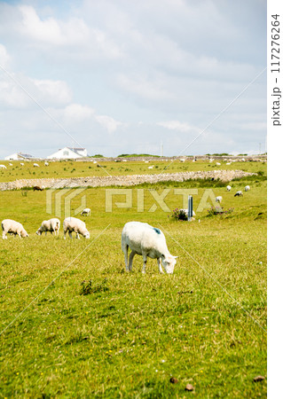 明るい日差しの下の野原で草を食べる羊たち 南ウェールズの郊外にて 明るい日差しの下の野原で草を食べる羊たち 南ウェールズの郊外にて 117276264