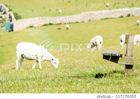 明るい日差しの下の野原で草を食べる羊たち　南ウェールズの郊外にて 117276265