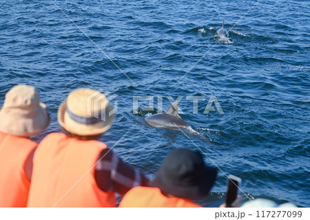 イルカウォッチング　長崎　口之津　熊本　天草 117277099