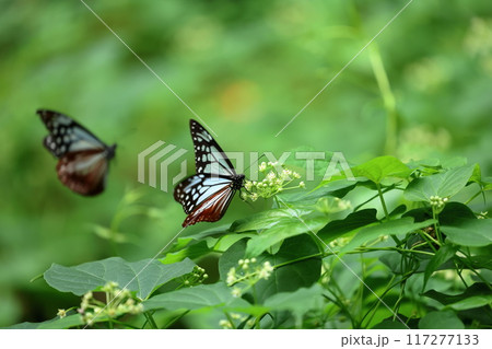 海を渡る蝶　アサギマダラ　富士山の水ヶ塚公園付近 117277133